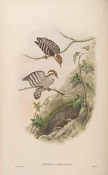 Iyngipicus hardwickii = Dendrocopos moluccensis hardwickii